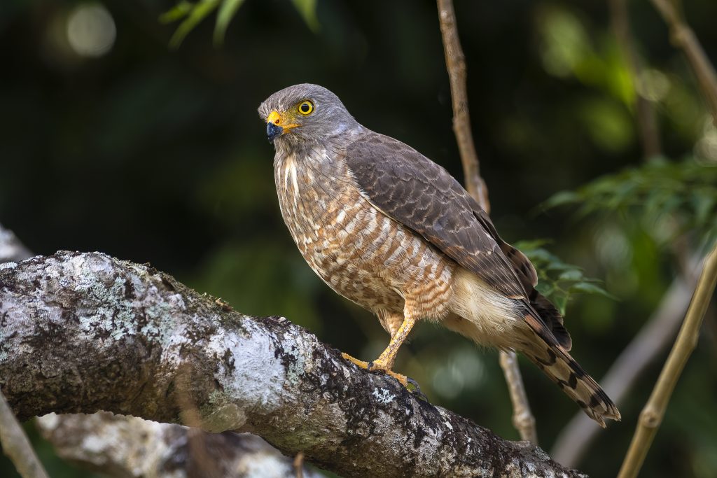 Roadside hawk