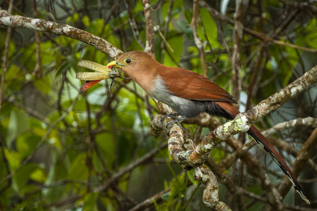 Squirrel cuckoo