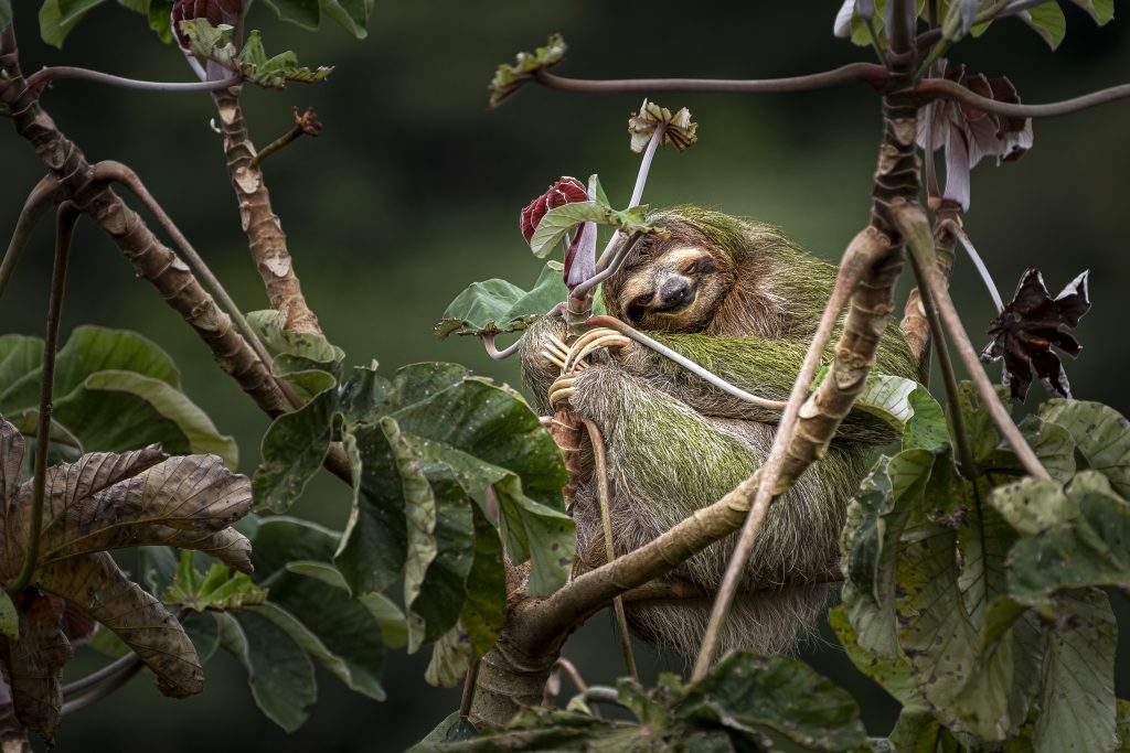 brown-throated three-toed sloth (Bradypus variegatus)