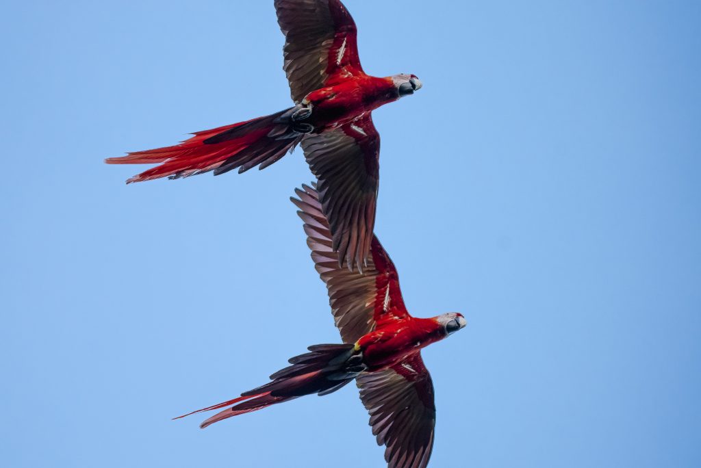 Scarlet macaws in flight
