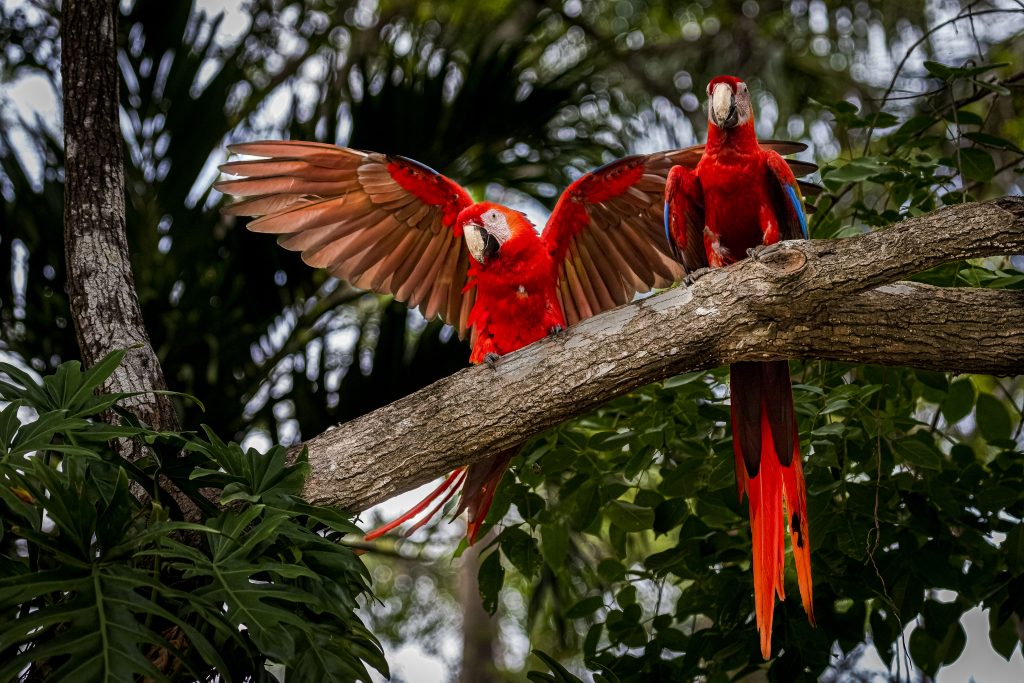 Scarlet macaws perched