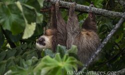 Two toed sloth with baby