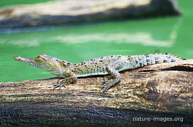 Baby Crocodile 