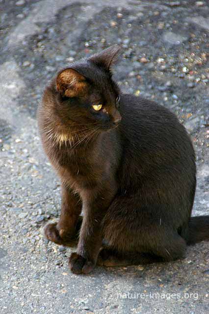 Black Cat Sitting Looking Back Nature