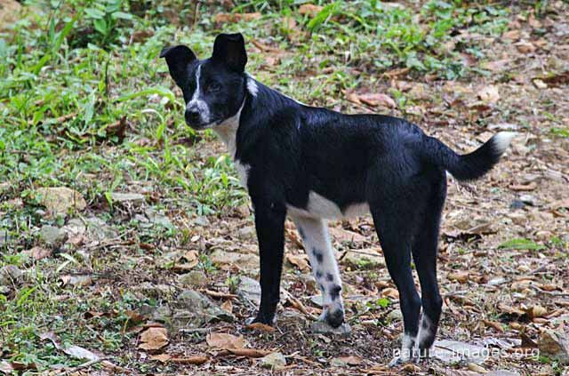 Black and white dog – Nature-images.org