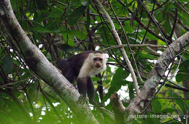 Capuchin monkey