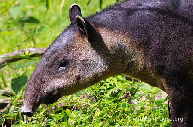 Baird's tapir