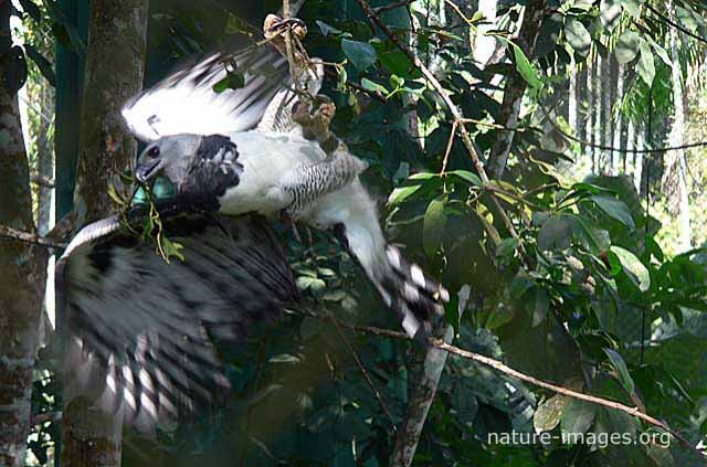 Harpy Eagle