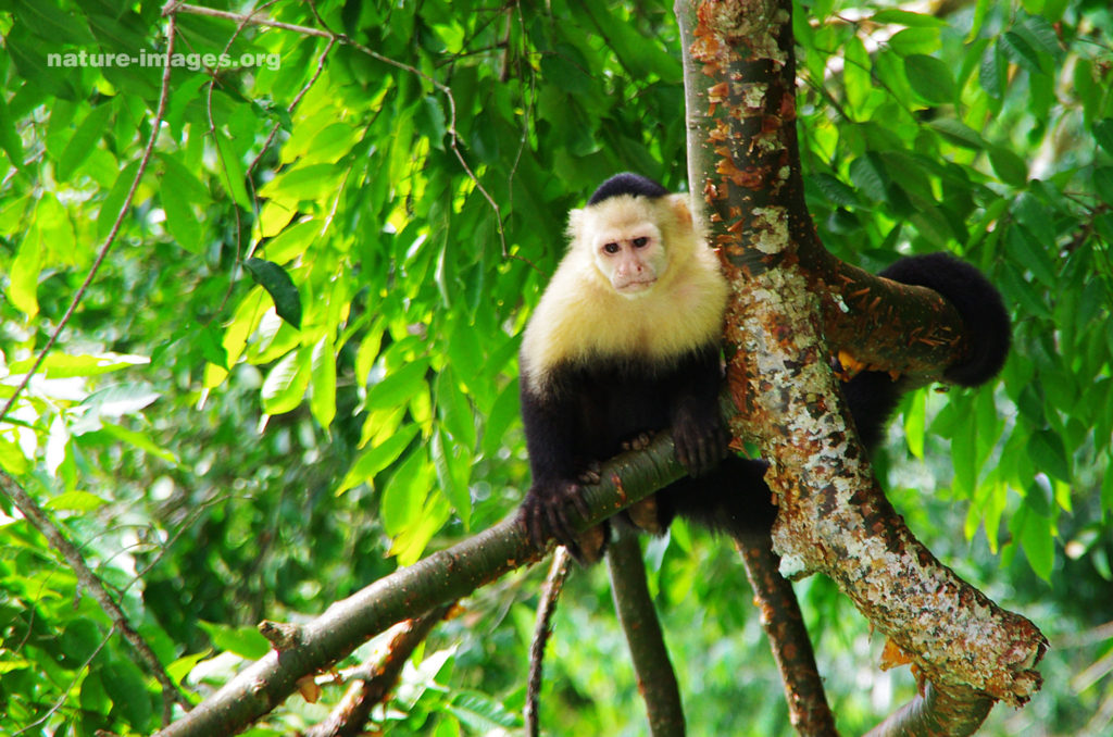 Capuchin monkey