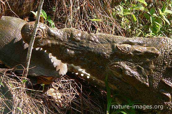 Crocodile Turtle