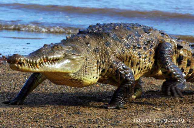 Saltwater Crocodile Coiba