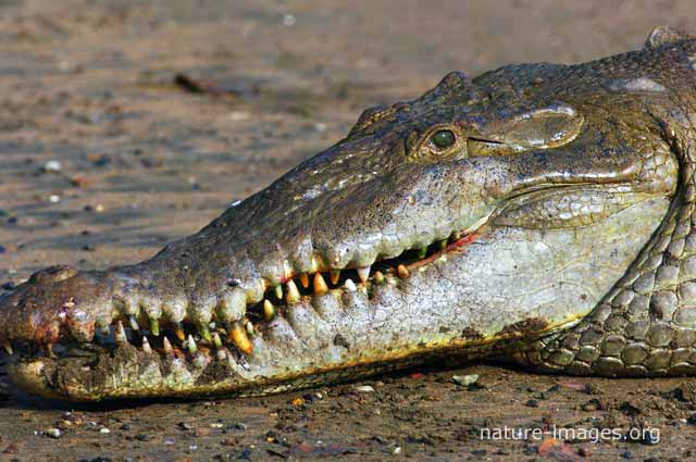 Saltwater Crocodile closeuop