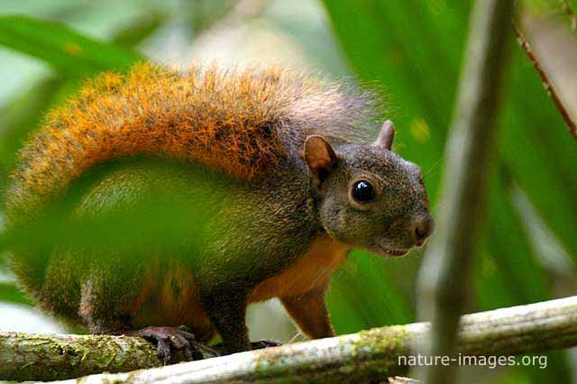 Red-tailed squirrel