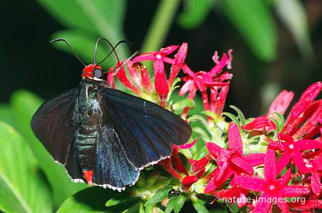 Firetip Skipper