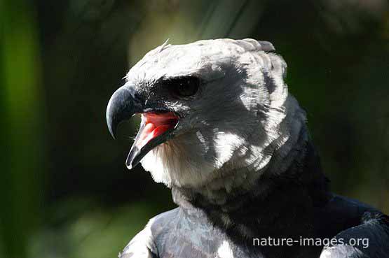 Harpy Eagle Portrait