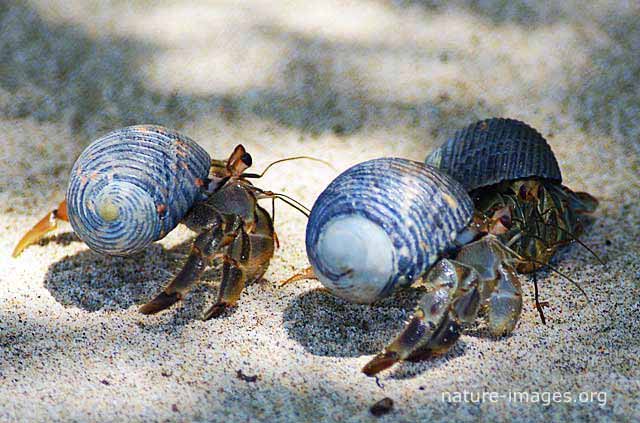 Hermit crab Coiba