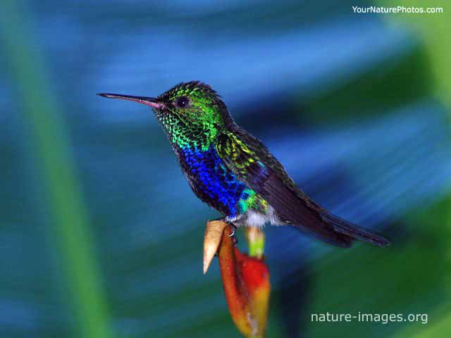 Violet Bellied Hummingbird