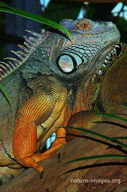 Green iguana