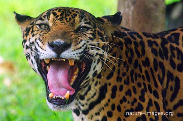 Jaguar big jaws