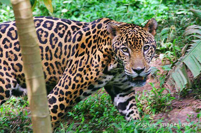 Jaguar hunting