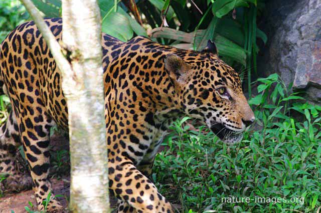 Jaguar walking in the rain forest 