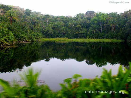 rain forest lake photo