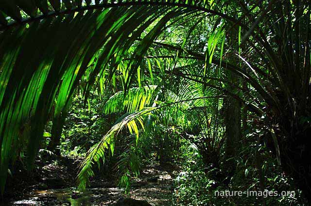 rain forest scene charco hike