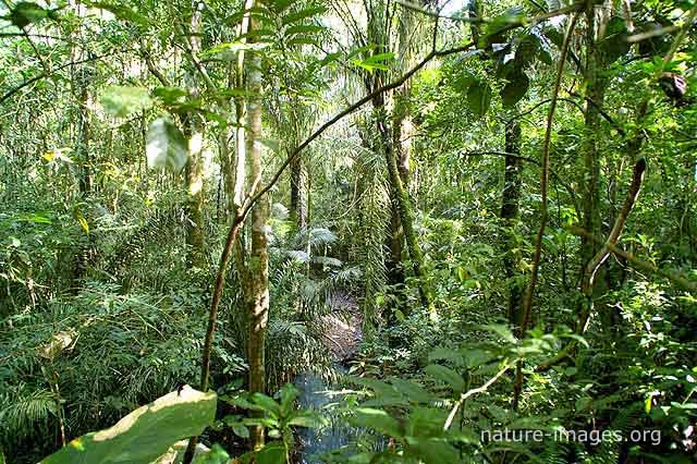 rain forest scene photo