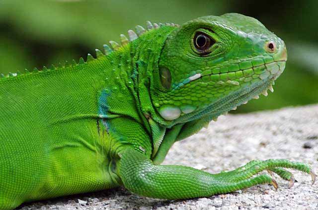 Green iguana