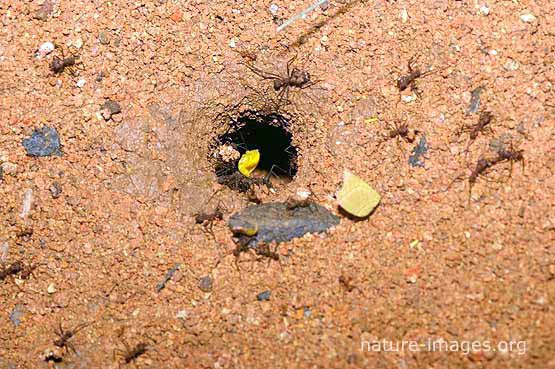 Leafcutter ant nest – Nature-images.org