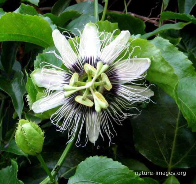 Passiflora photo taken in Panama – Nature-images.org