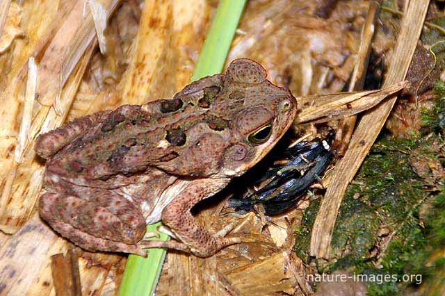 Toad