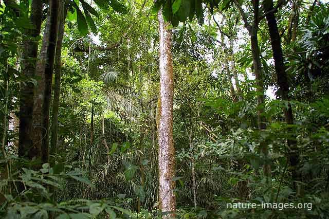 rain forest scene photo