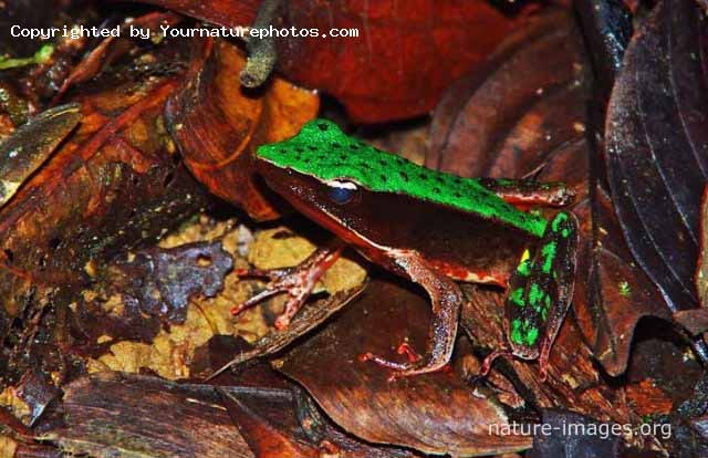 Rain Forest frog