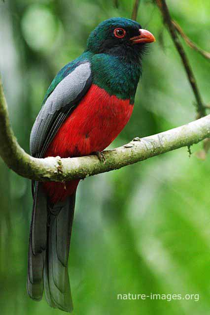 Slaty-tailed Trogon