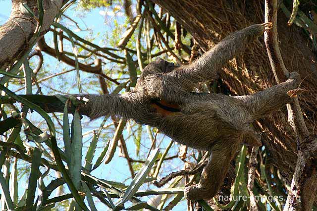 three-toed sloth