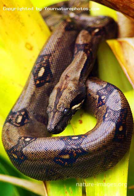 Boa constrictor