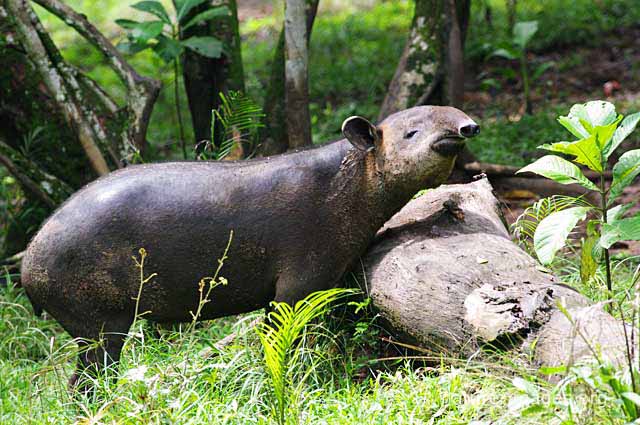 Baird's tapir rain forest