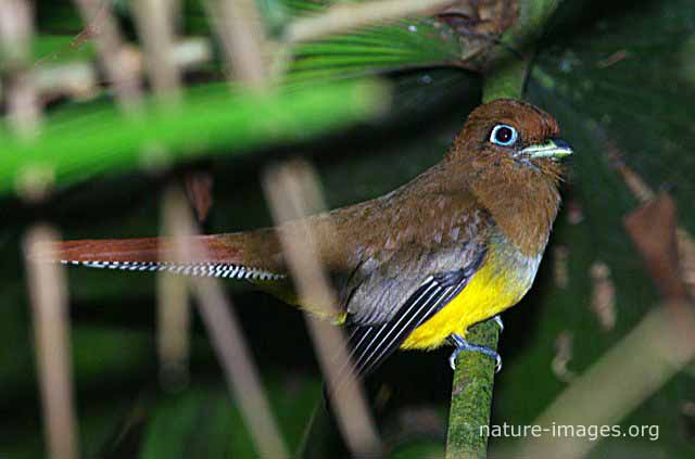 Trogon Female Bird – Nature-images.org