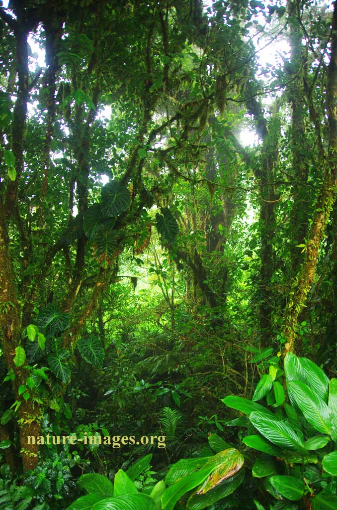 Cloud forest Altos del Maria, Panama – Nature-images.org