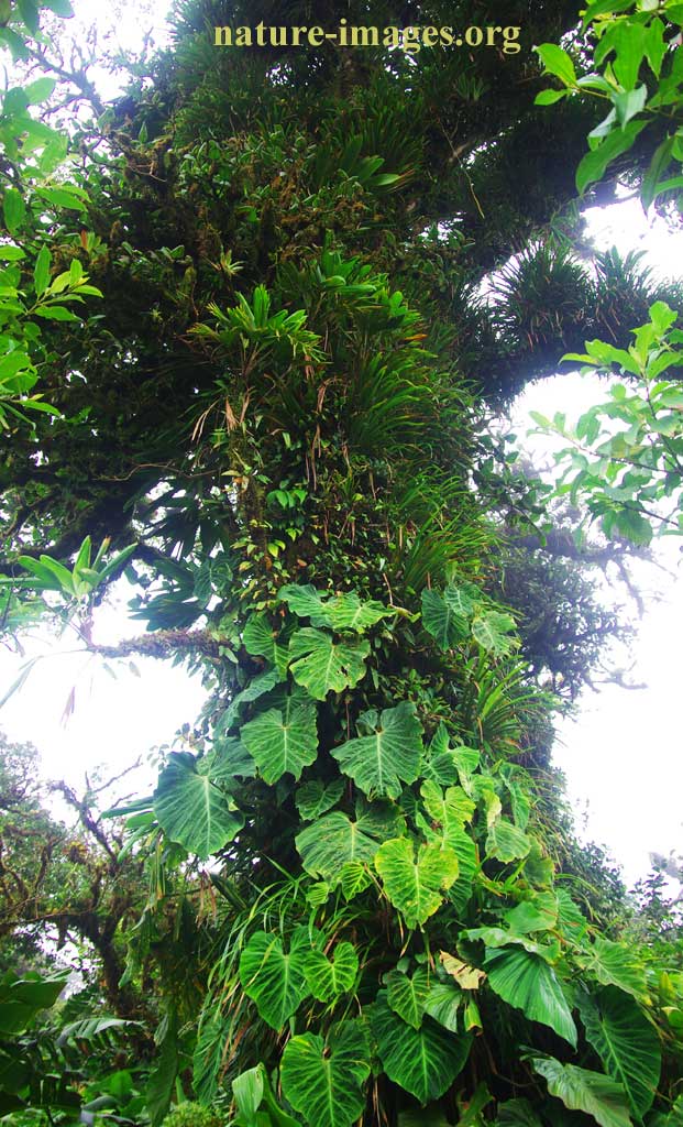 Cloud forest Huge Tree