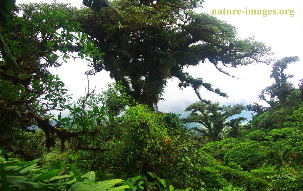 Cloud forest Huge Tree