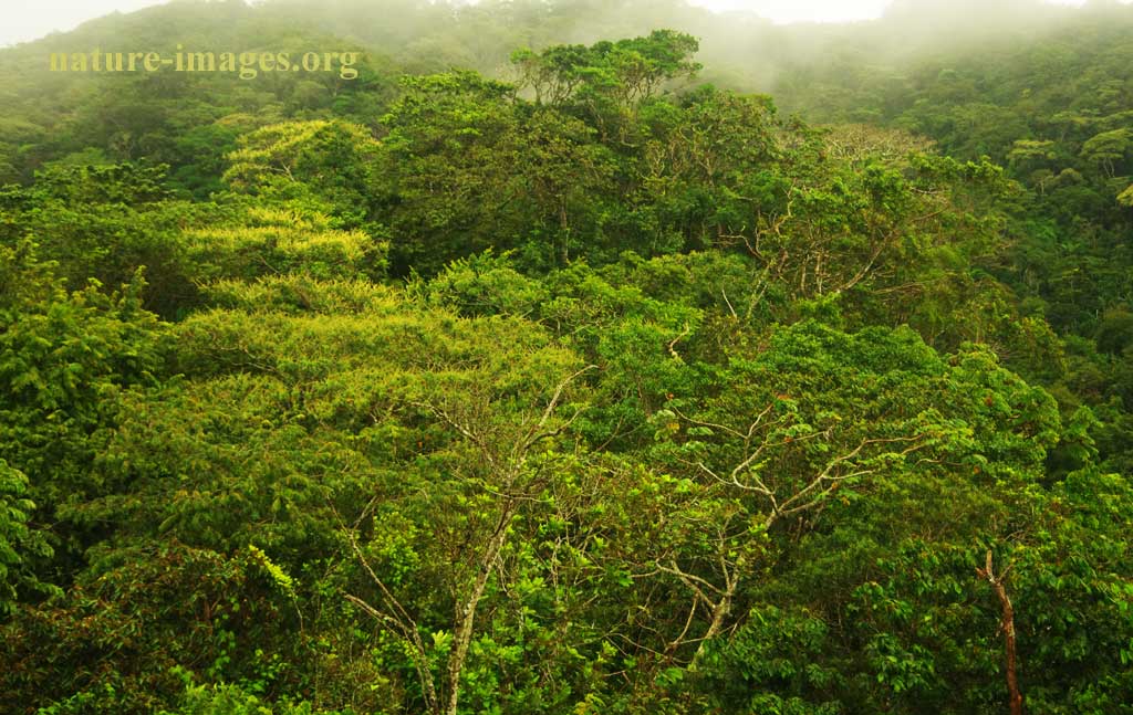 Cloud forest Golden Hour