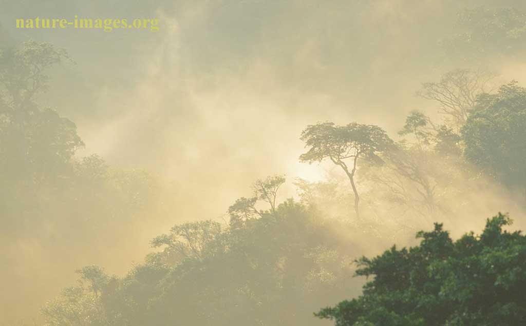 Cloud forest Morning Light