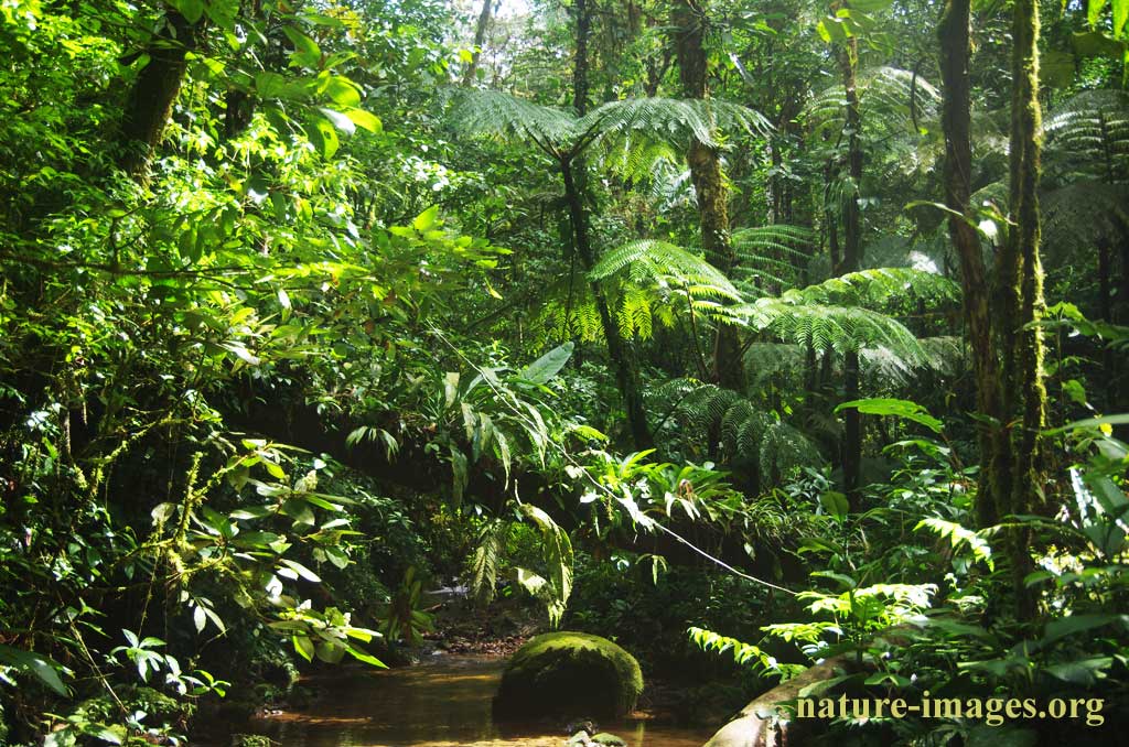 Cloud forest Altos del Maria, Panama