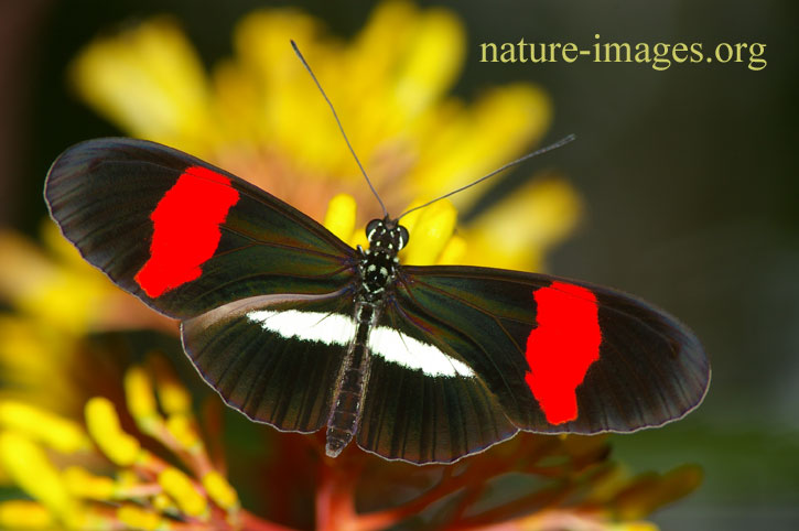 Postman Butterfly on yellow flower image taken in Panama