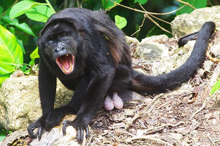 Mantled howler monkey (Alouatta palliata)