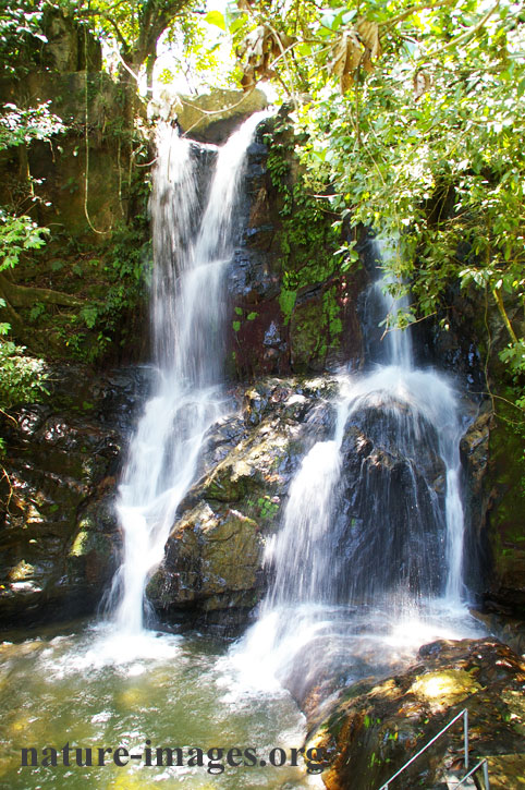 Las Yayas Chorro Cope Panama – Nature-images.org