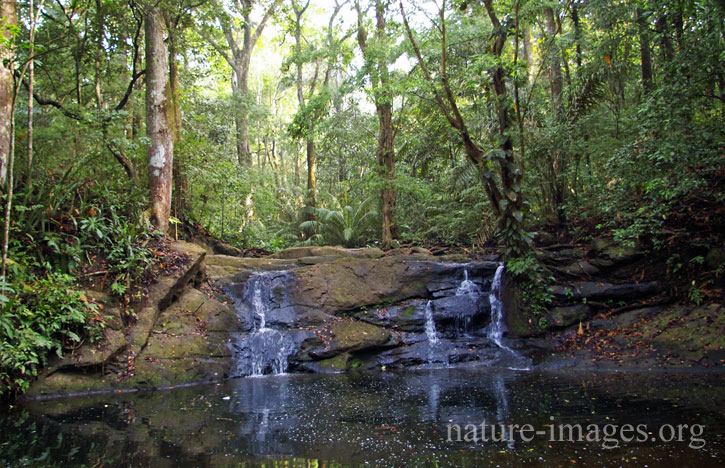 El Charco, Soberania National Park Panama