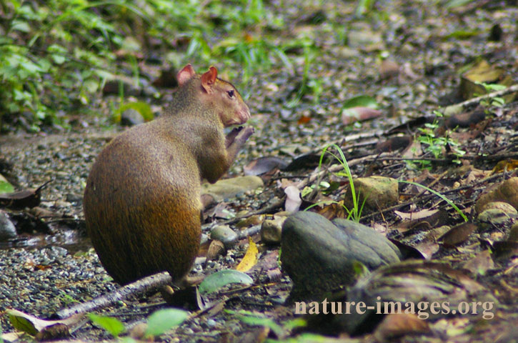 Central American agouti